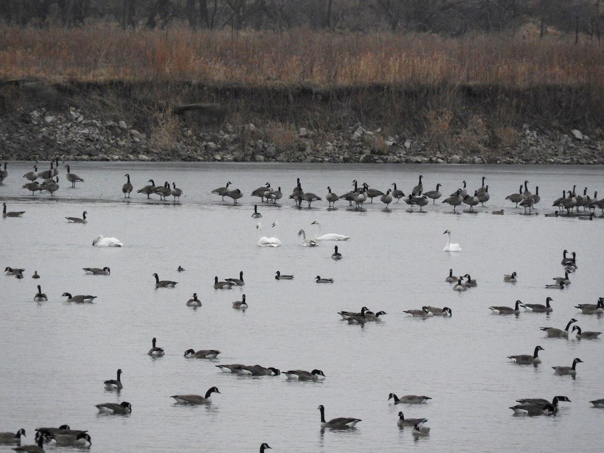 Trumpeter Swan - ML46131901