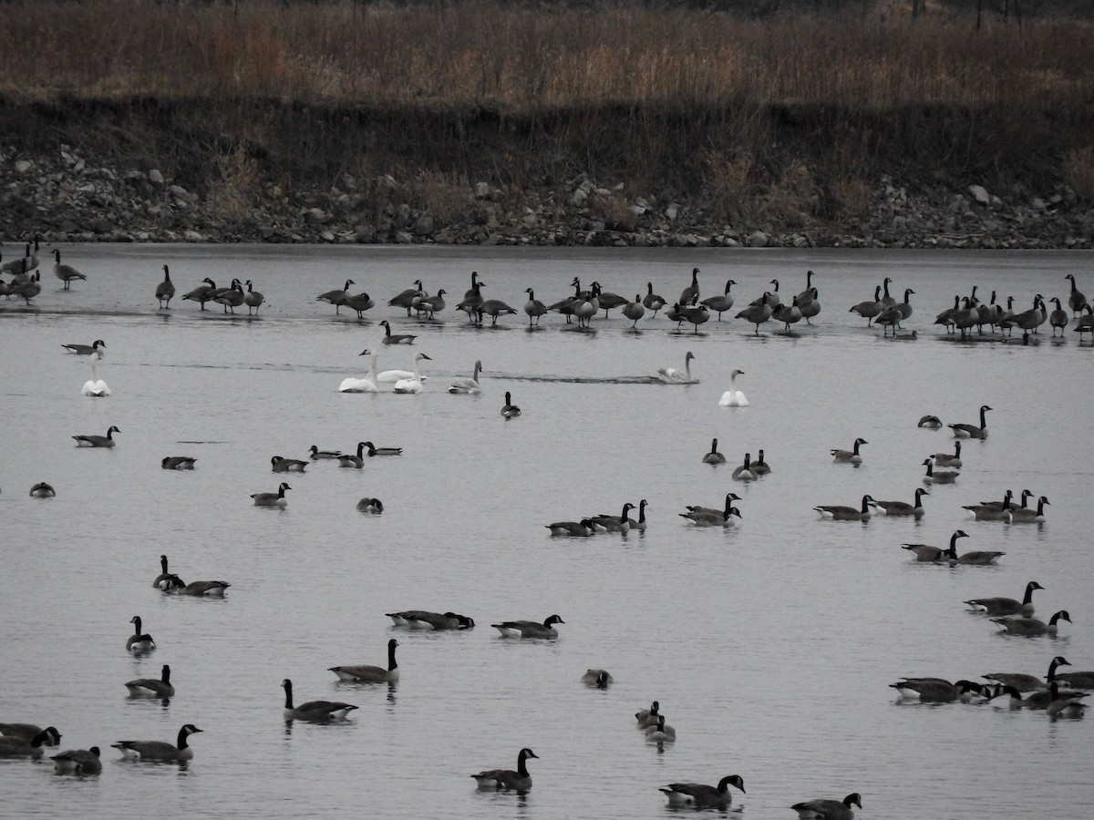 Trumpeter Swan - ML46131911