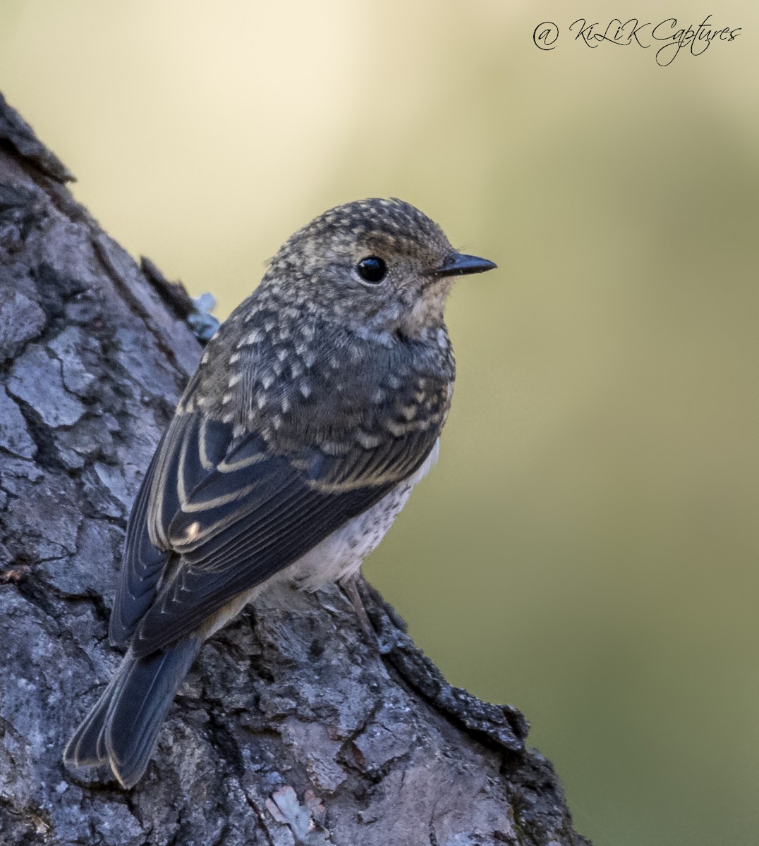 Plumbeous Redstart - ML461320011