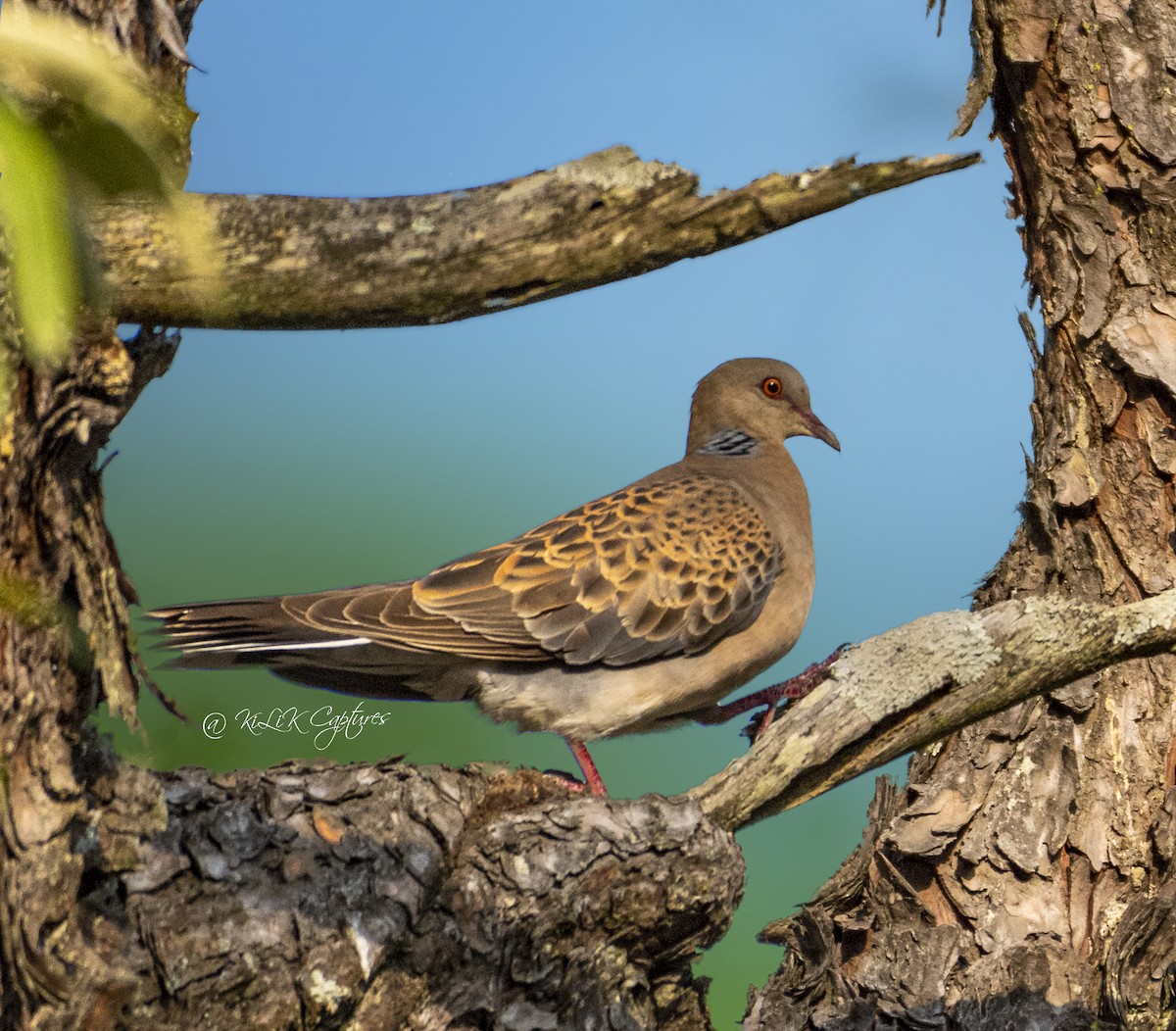 Oriental Turtle-Dove - ML461320051