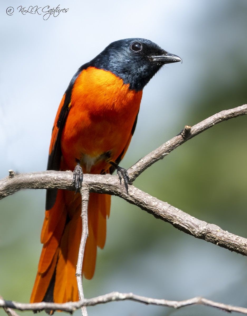 Minivet Colilargo - ML461320151