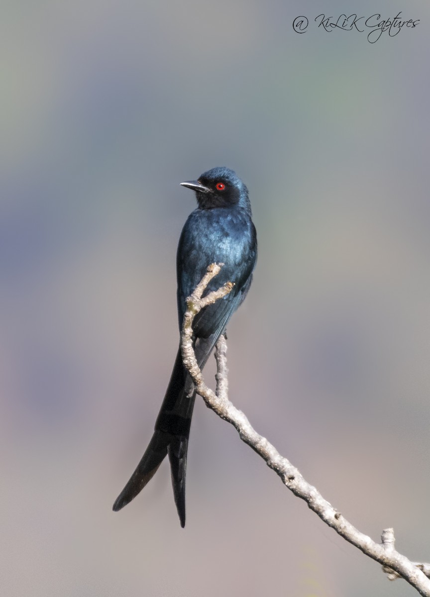 Drongo cendré - ML461320161