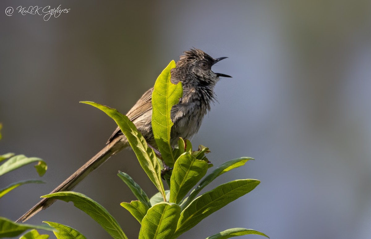 Prinia crinigère - ML461320181