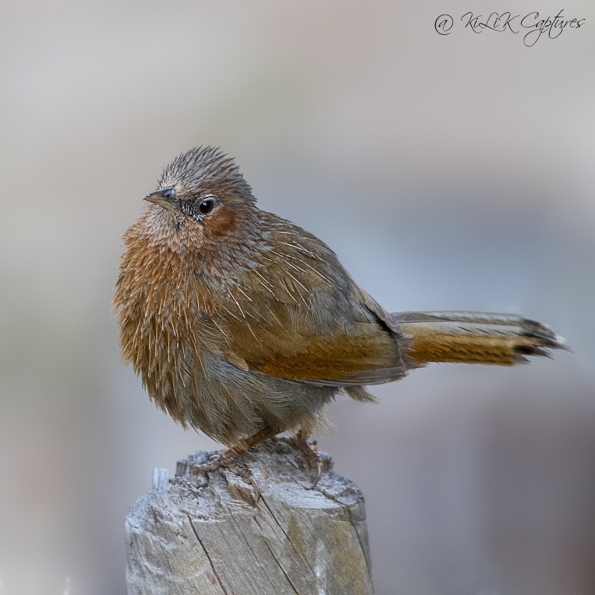 Streaked Laughingthrush - ML461320221