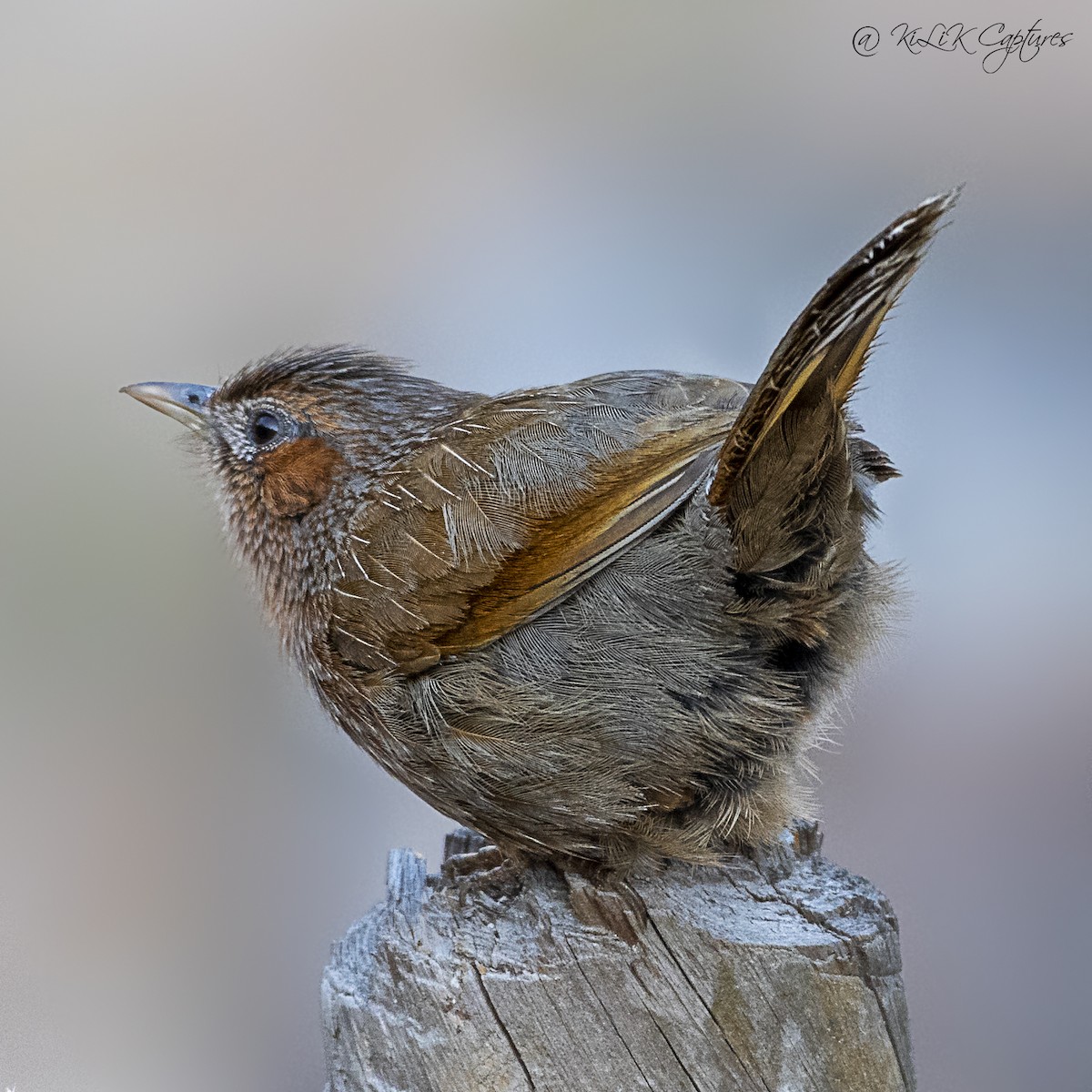 Streaked Laughingthrush - ML461320231