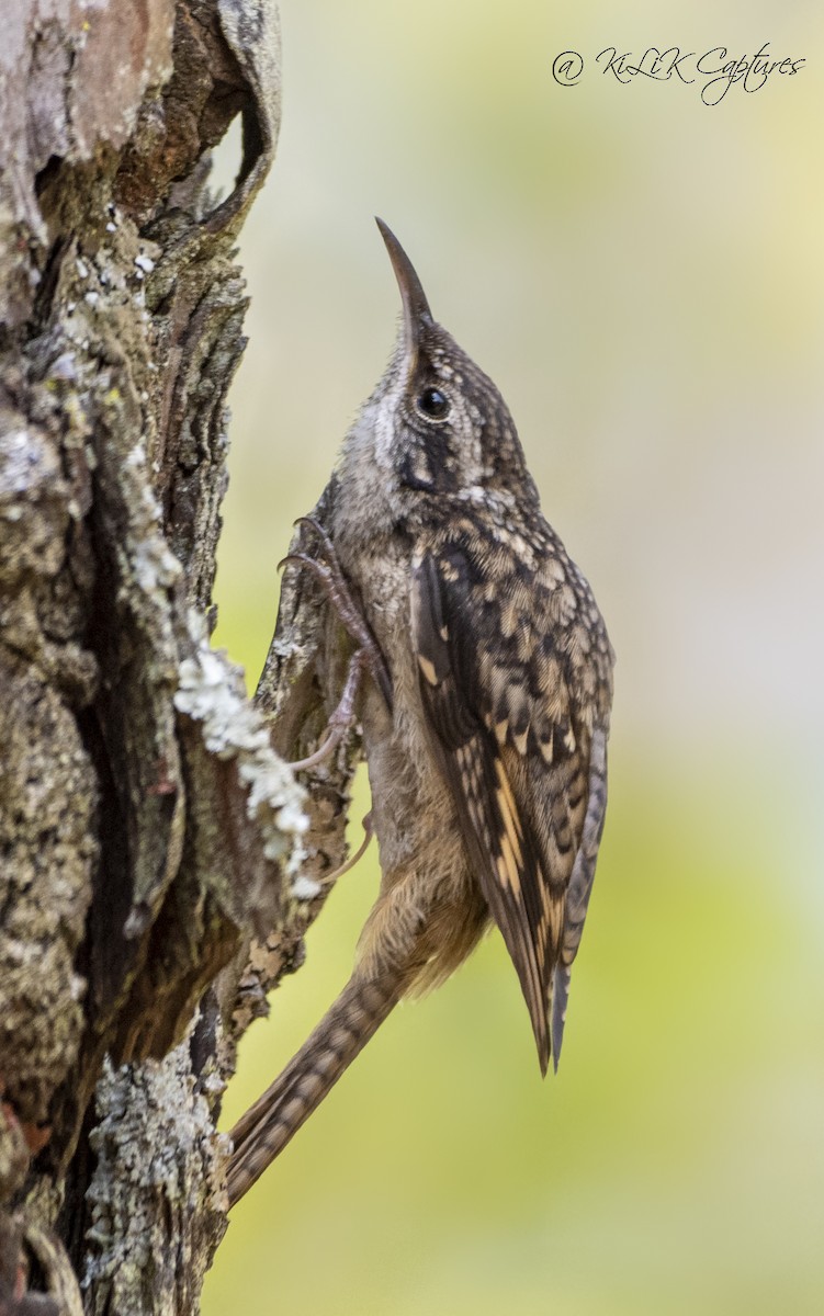 Bar-tailed Treecreeper - ML461320241