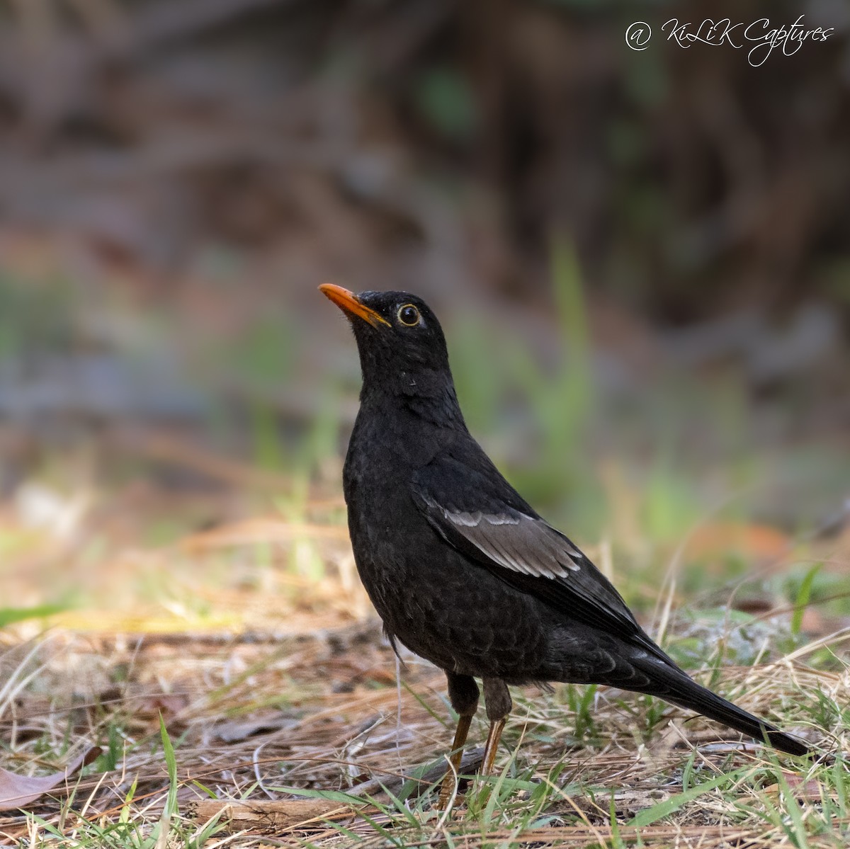 Gray-winged Blackbird - Kishore Bakshi