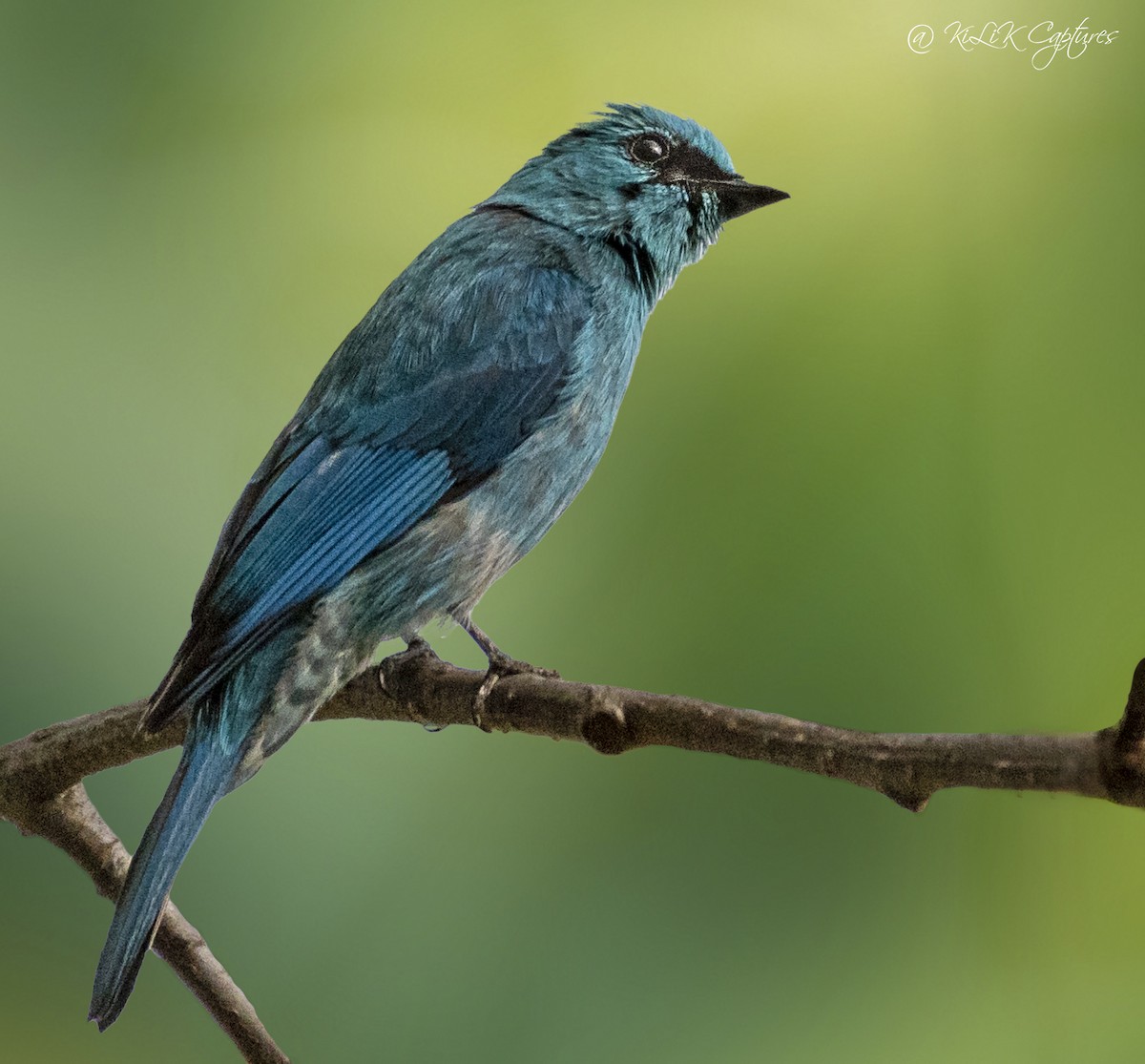 Verditer Flycatcher - ML461320281