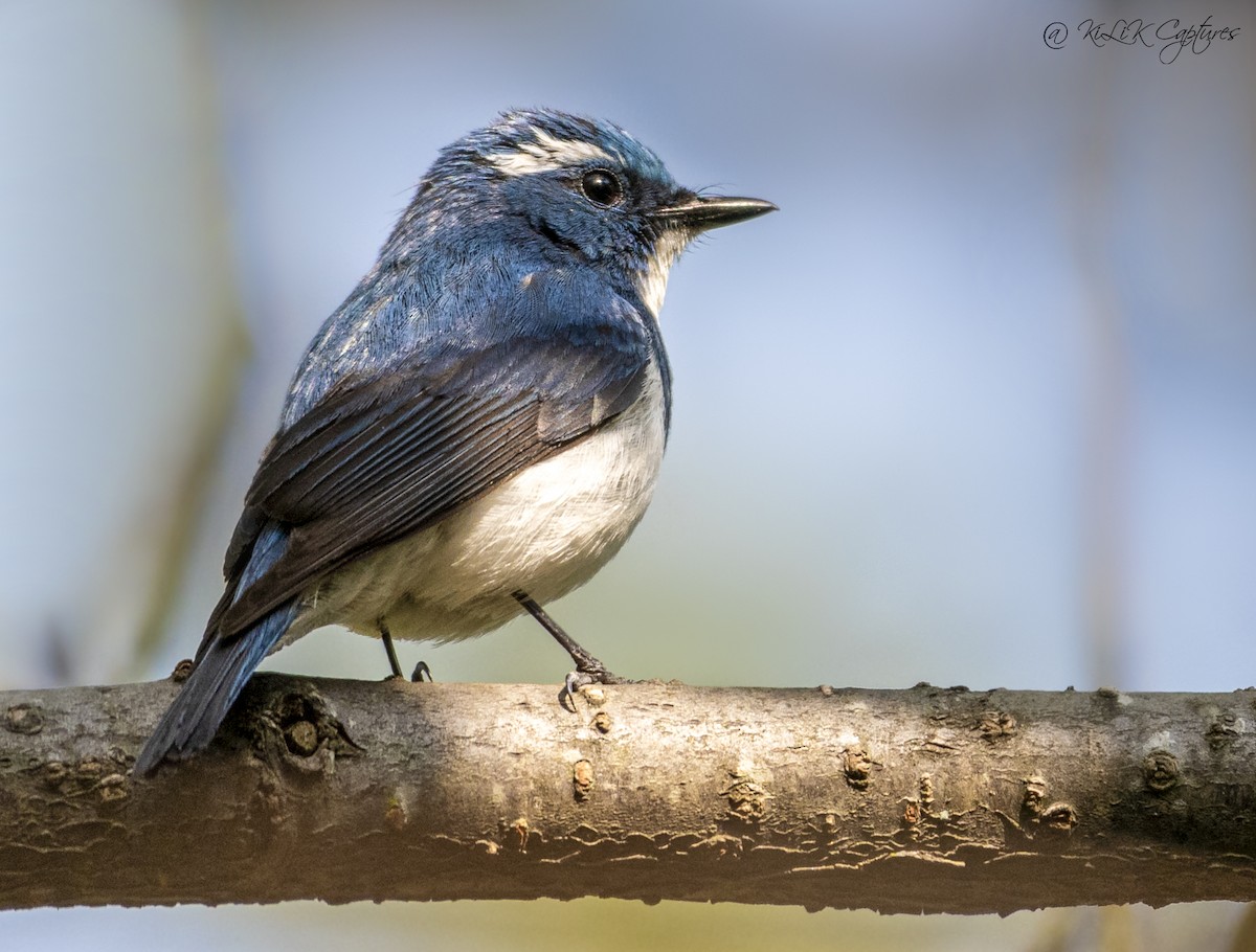 Ultramarine Flycatcher - ML461320301