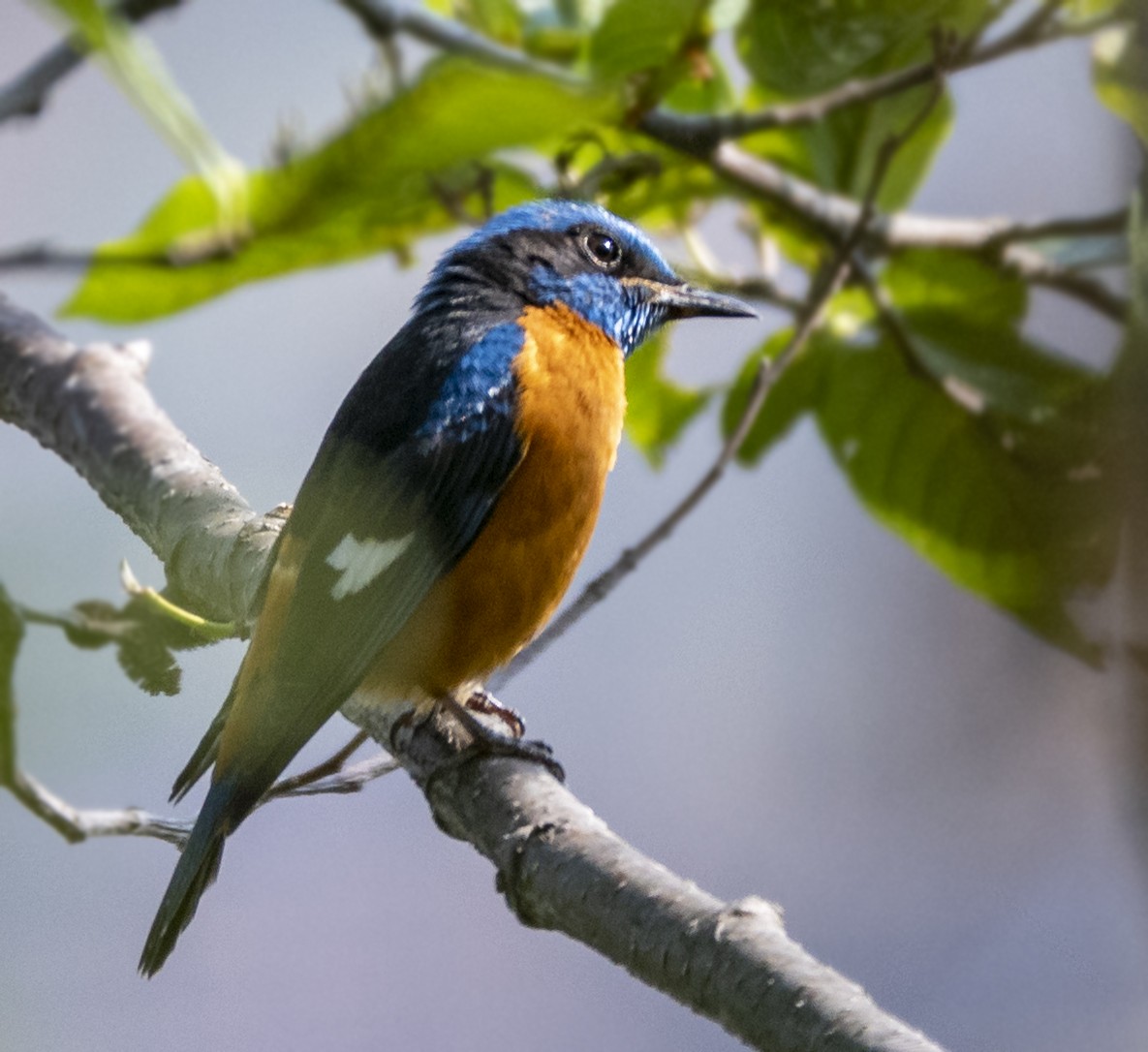 Blue-capped Rock-Thrush - ML461320311