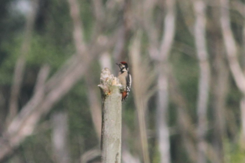 Great Spotted Woodpecker - Jurgen Beckers