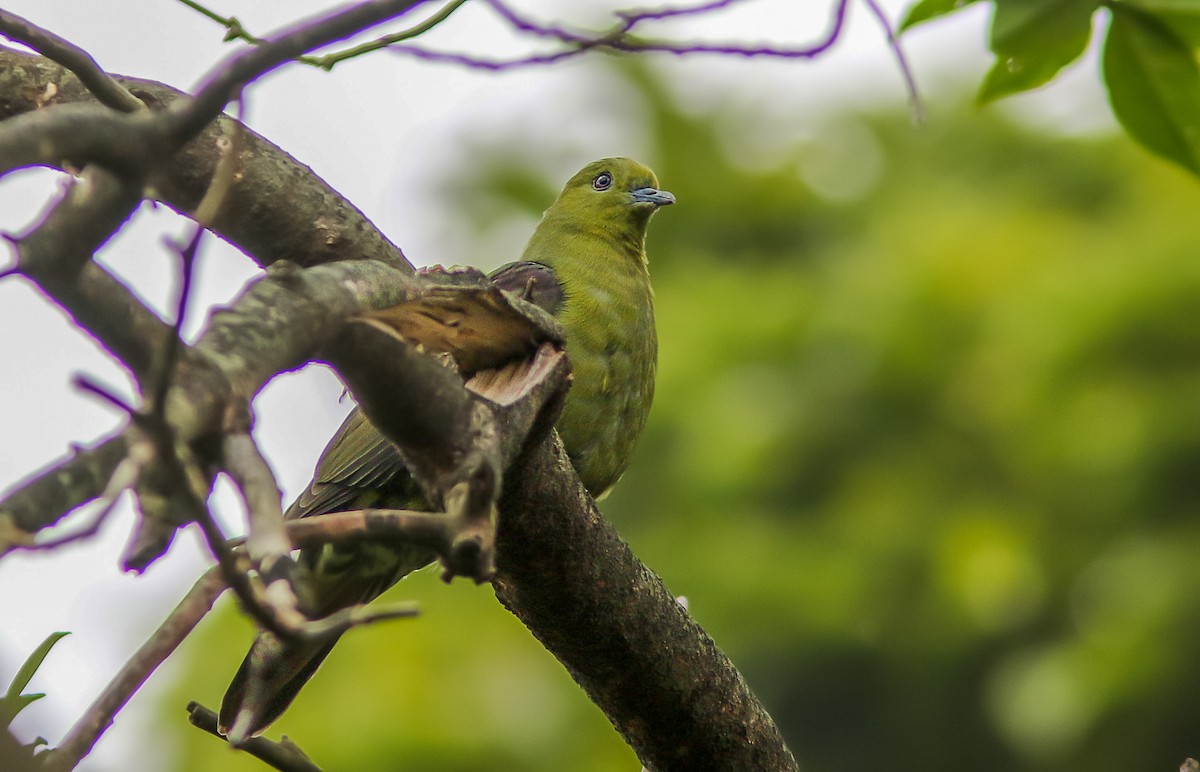 Wedge-tailed Green-Pigeon - ML461321231