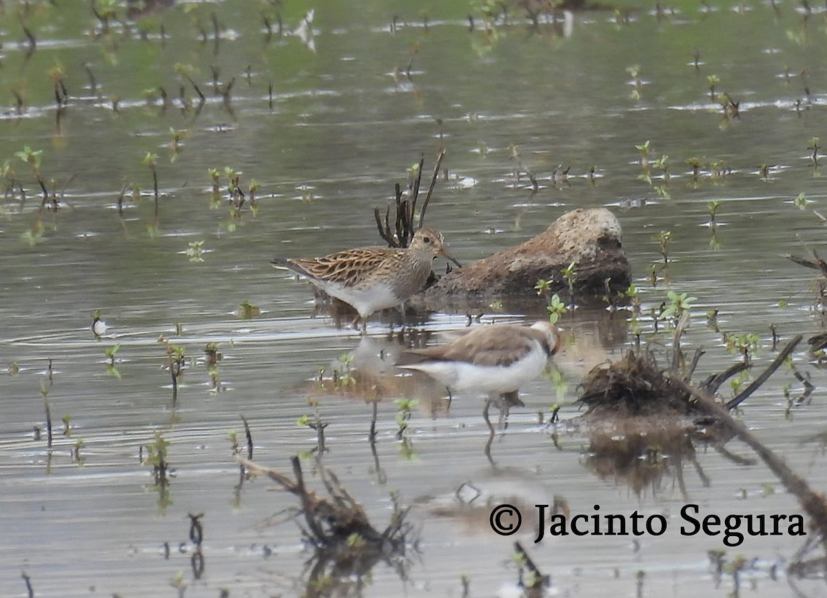 Pectoral Sandpiper - ML461321271