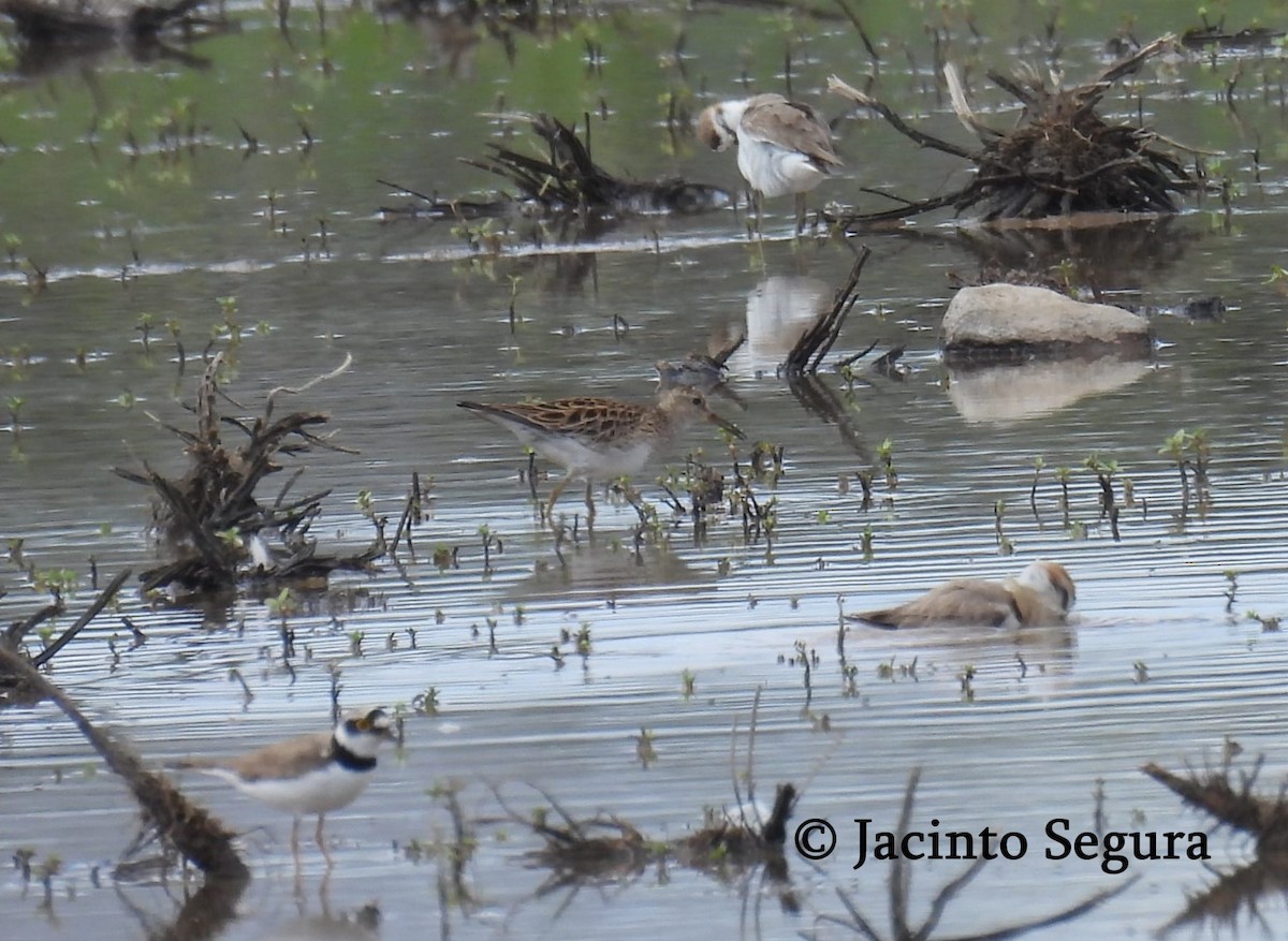 Pectoral Sandpiper - ML461321281