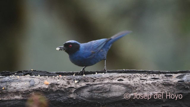 Masked Flowerpiercer - ML461321761