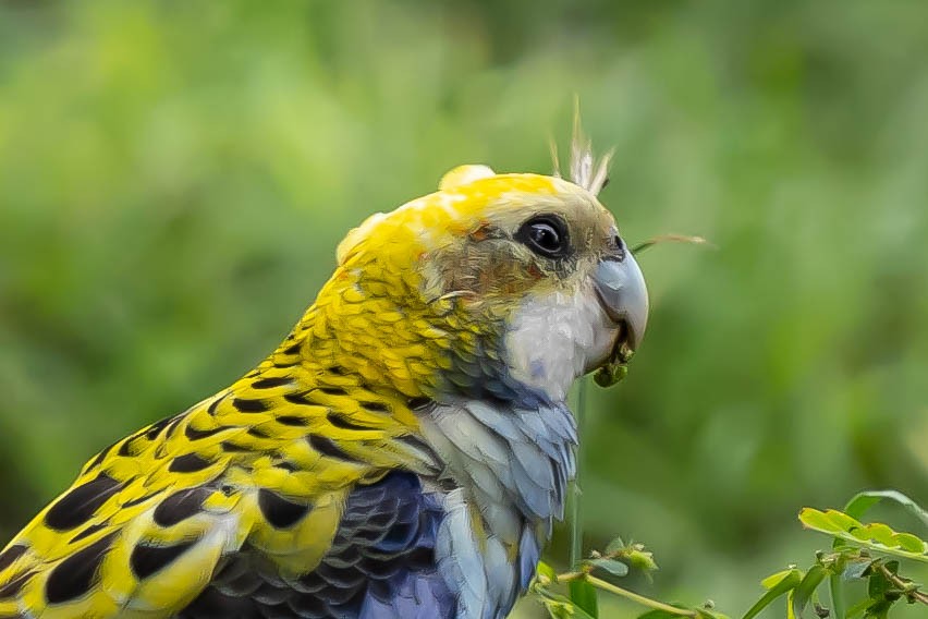 Pale-headed Rosella - ML461323341