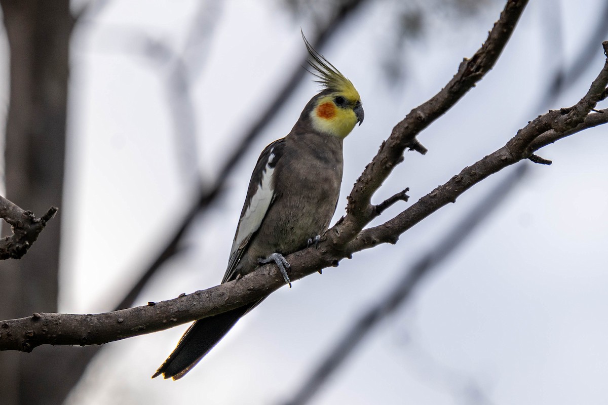 Cockatiel - ML461323481