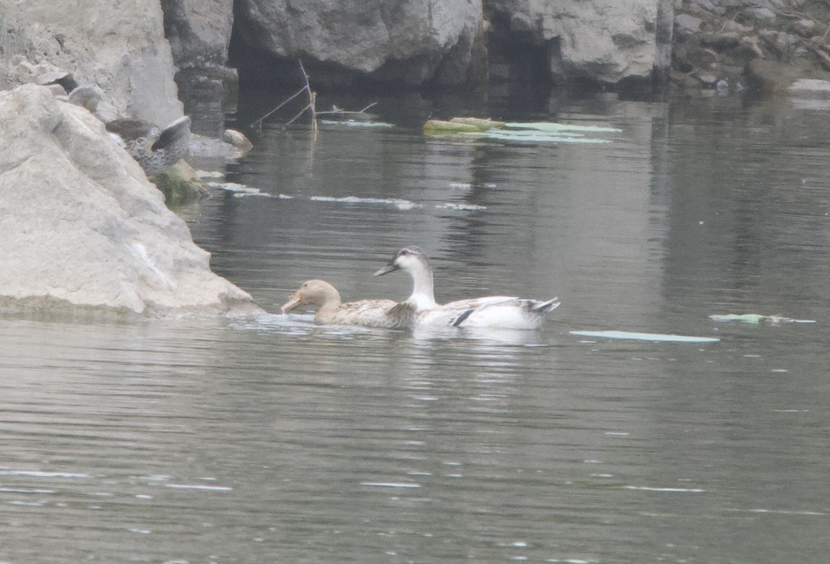 Mallard (Domestic type) - ML461324611