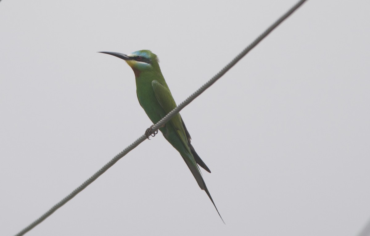Blue-cheeked Bee-eater - ML461324721