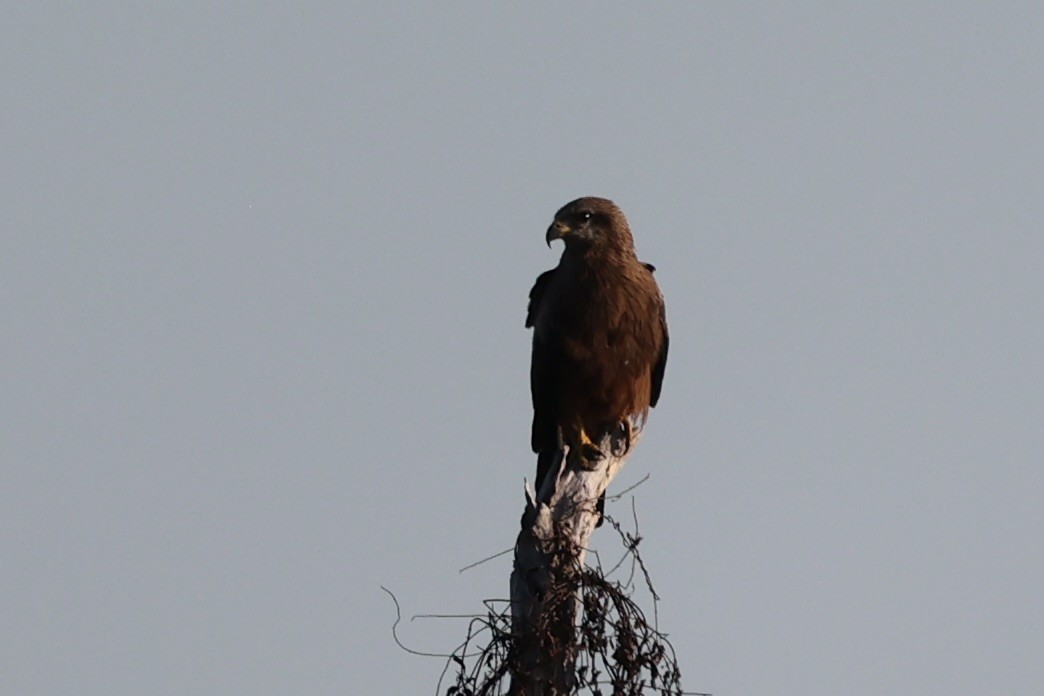 Black Kite - ML461324781