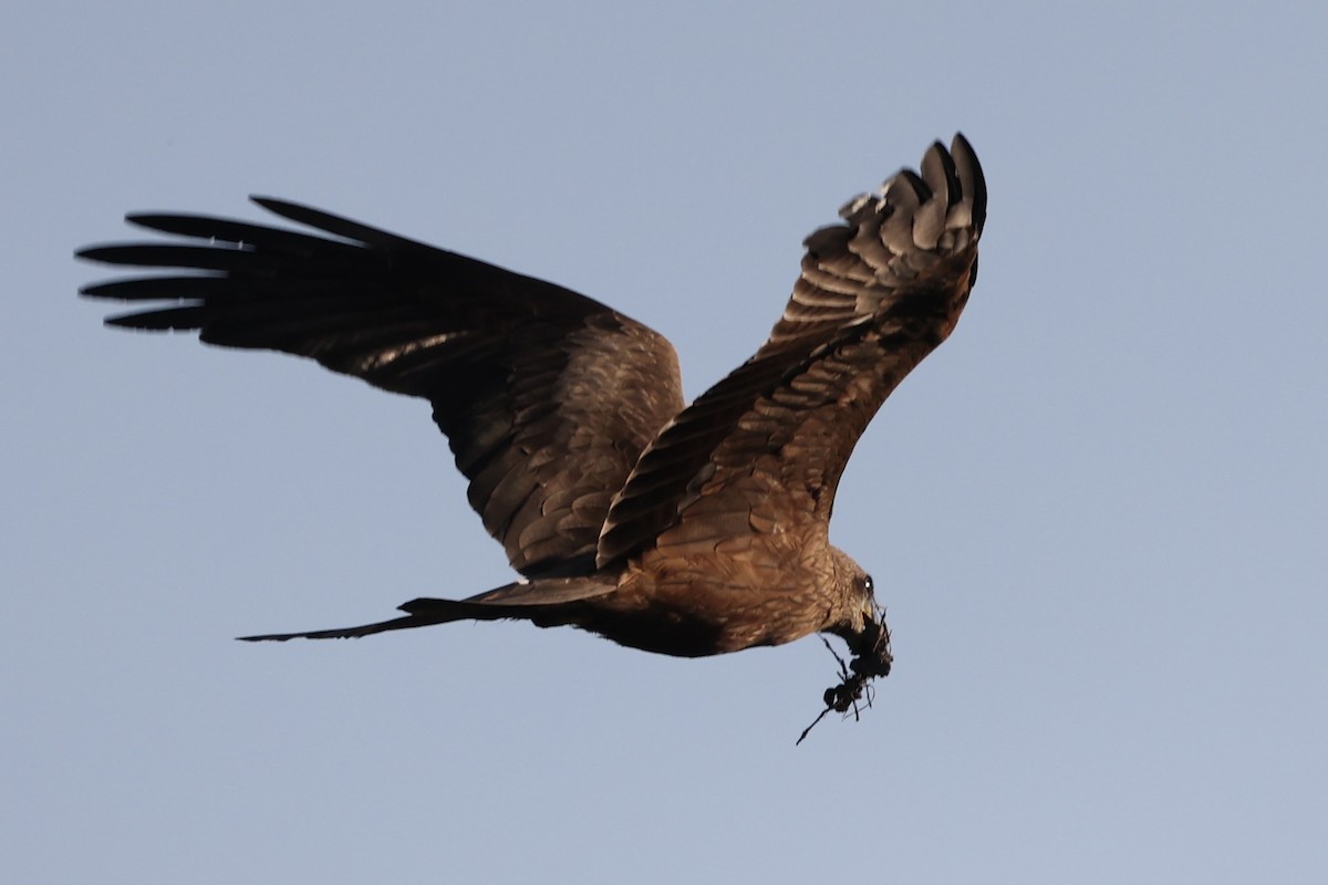 Black Kite - ML461324811