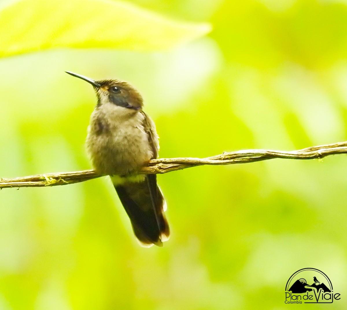 Colibri de Delphine - ML461325171