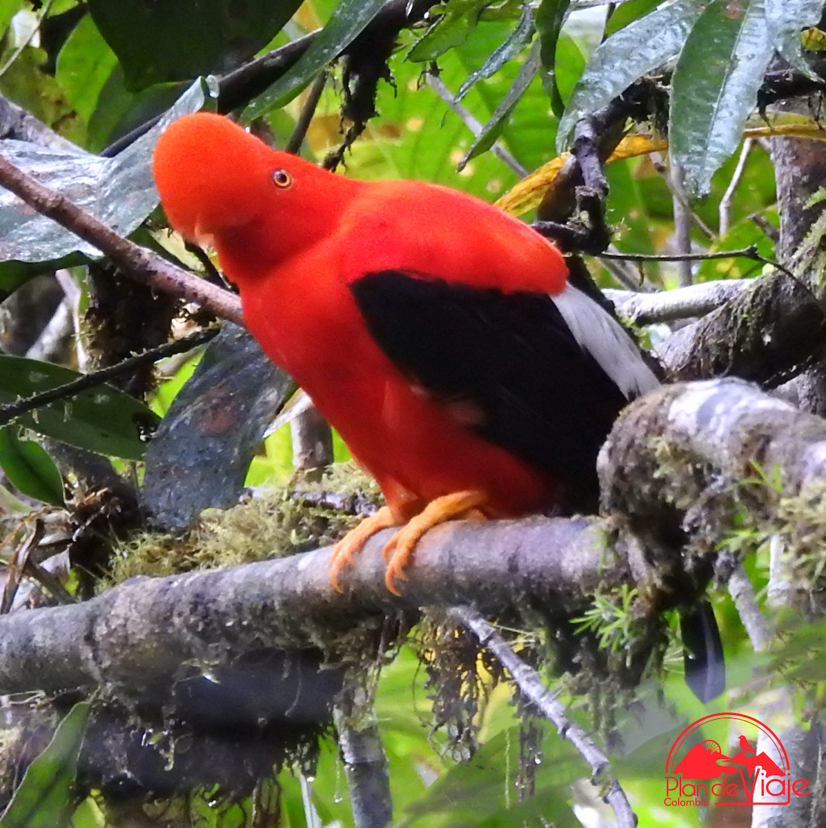 Andean Cock-of-the-rock - ML461325251