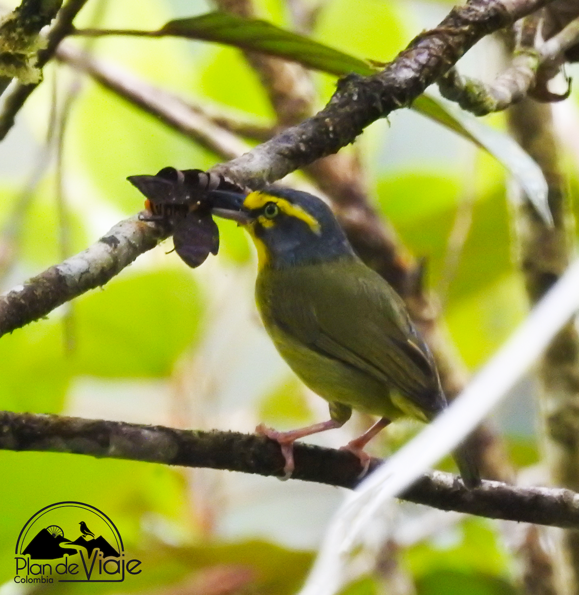 Slaty-capped Shrike-Vireo - ML461325361