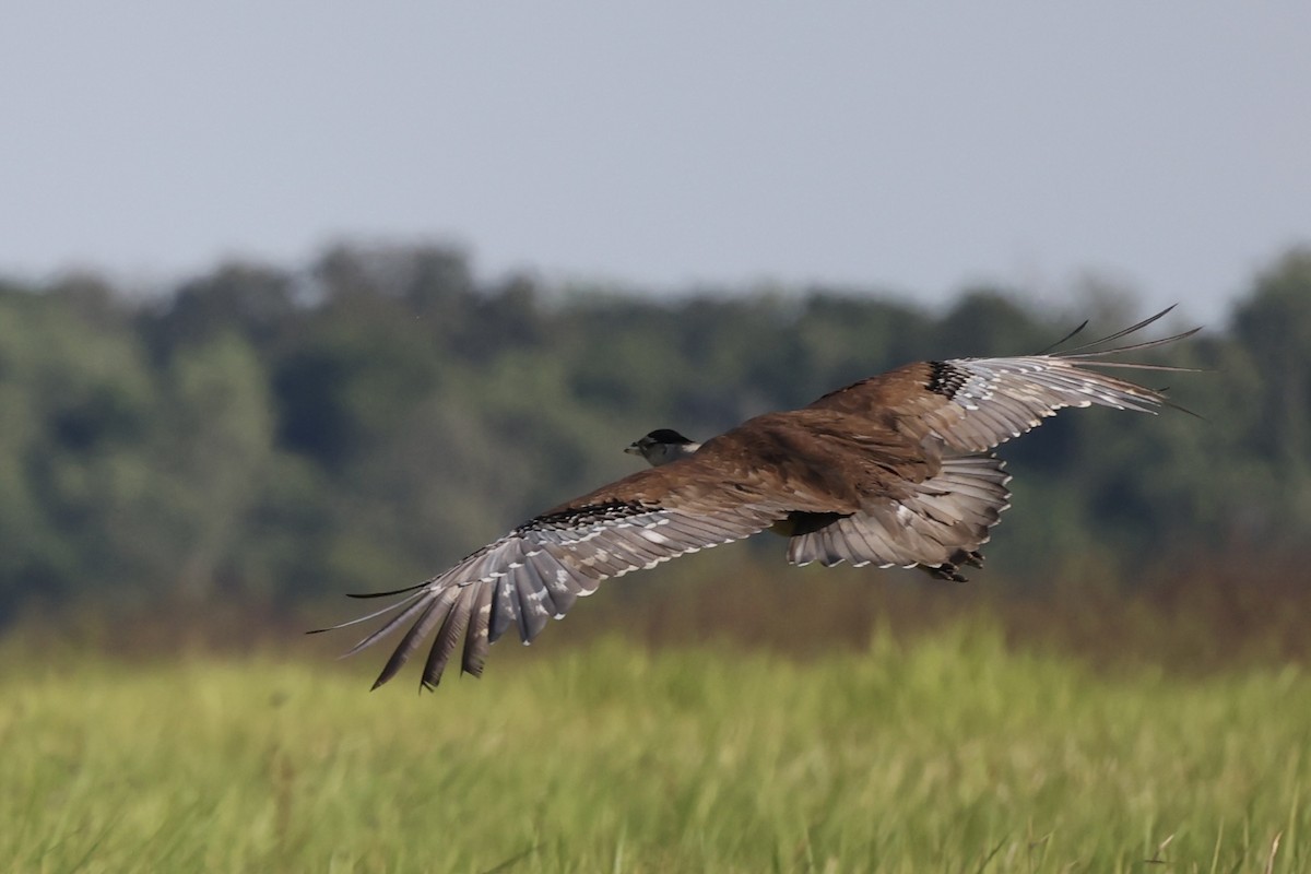 Australian Bustard - ML461325441