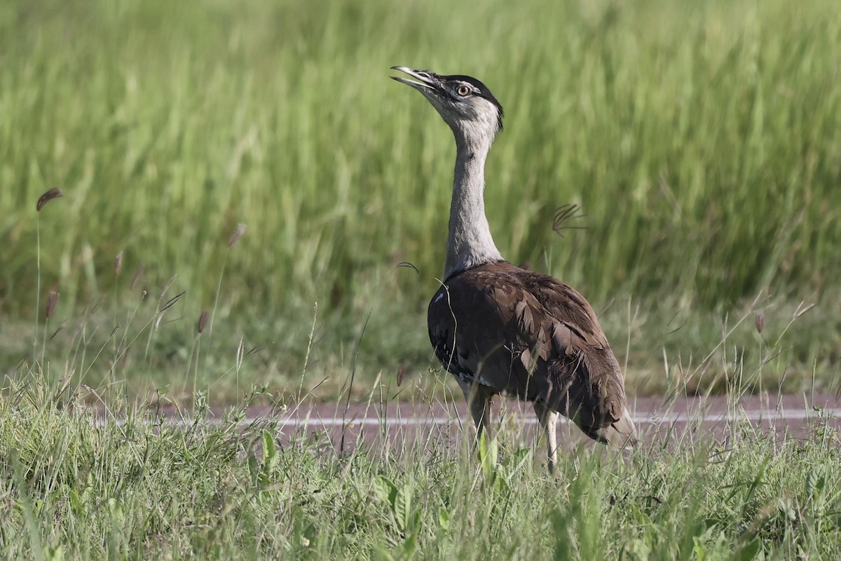 Australian Bustard - ML461325461