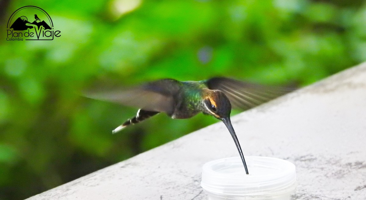 White-whiskered Hermit - ML461325611