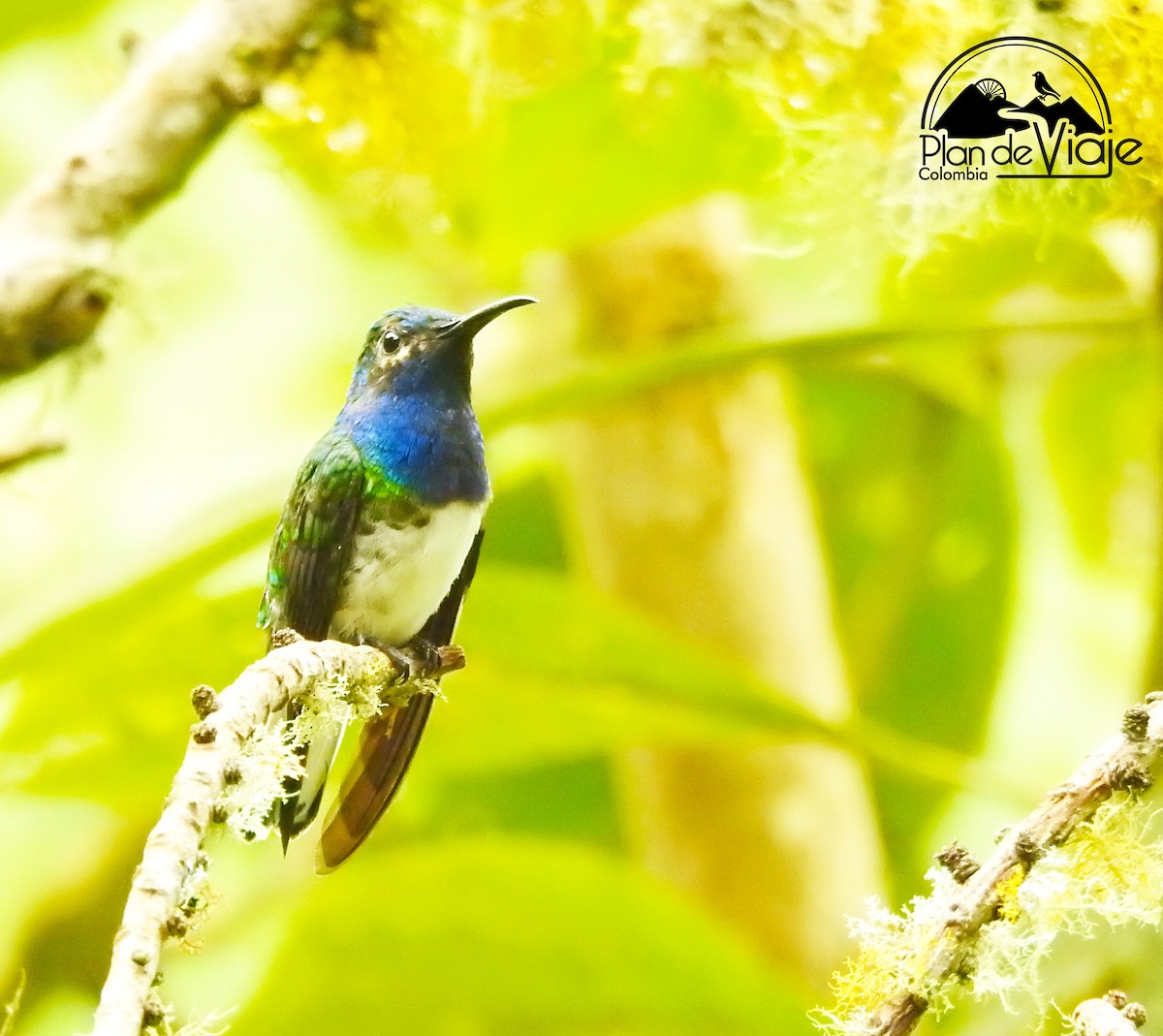 White-necked Jacobin - Andres Osorio Bird Guide