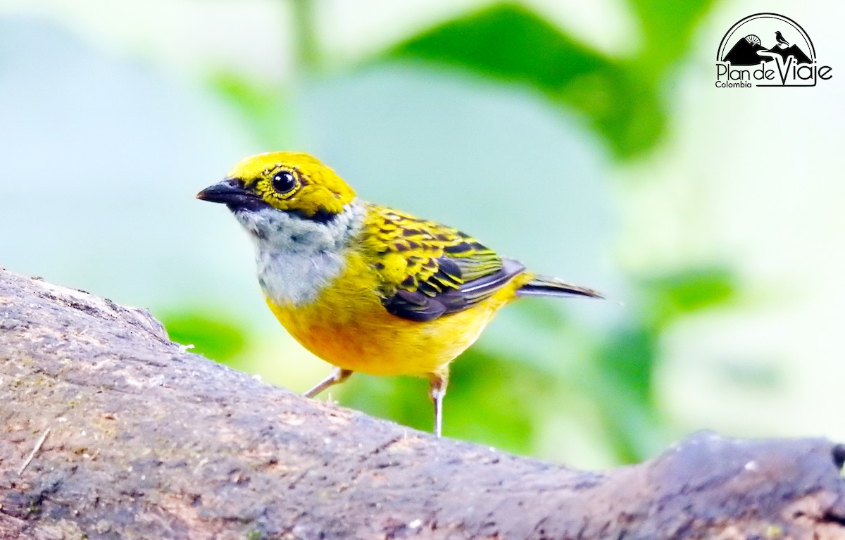 Silver-throated Tanager - ML461325751
