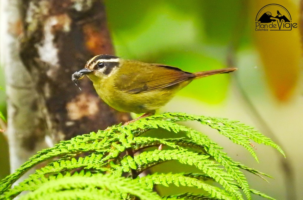 Three-striped Warbler - ML461325801