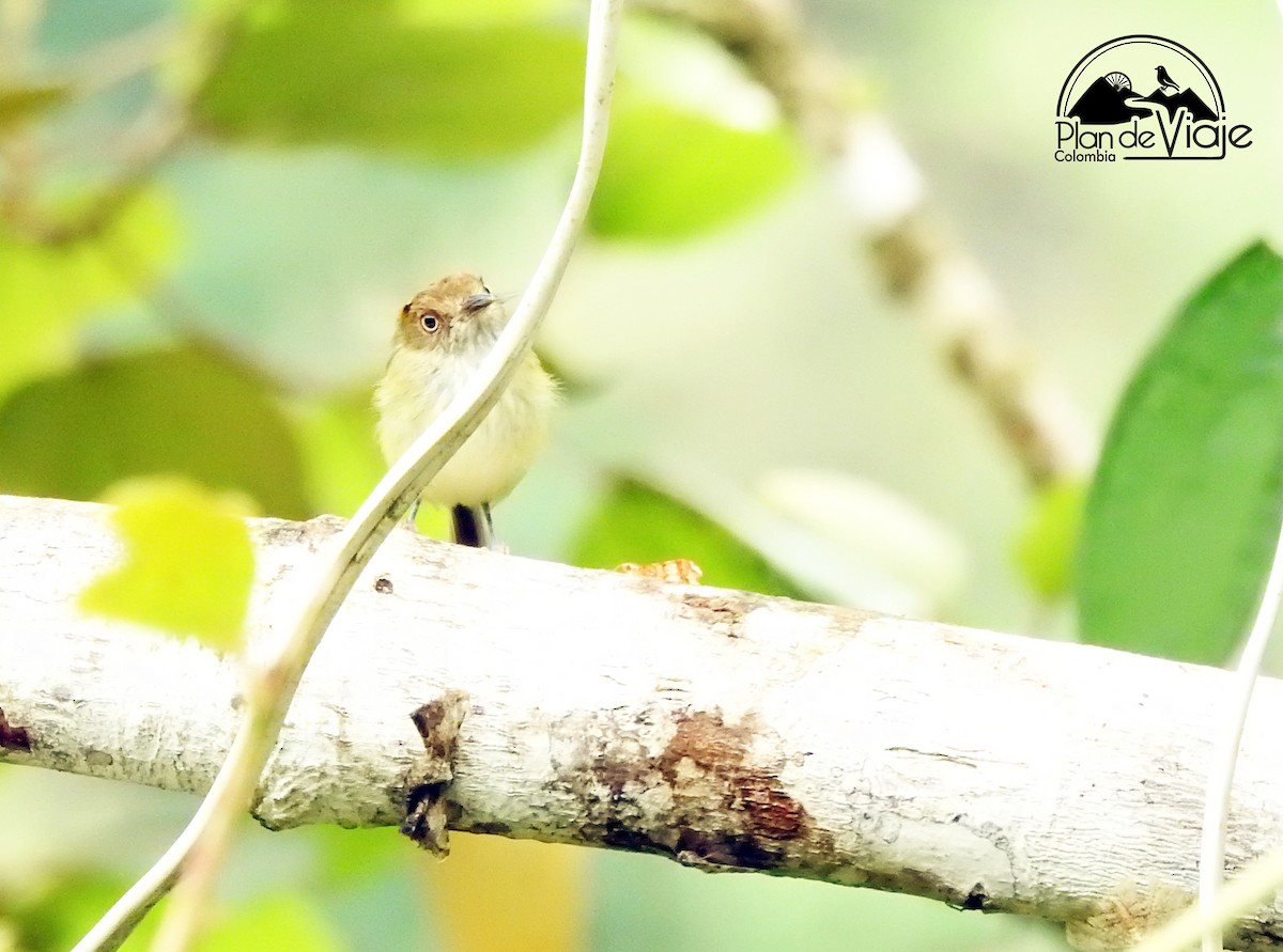 Scale-crested Pygmy-Tyrant - ML461325821