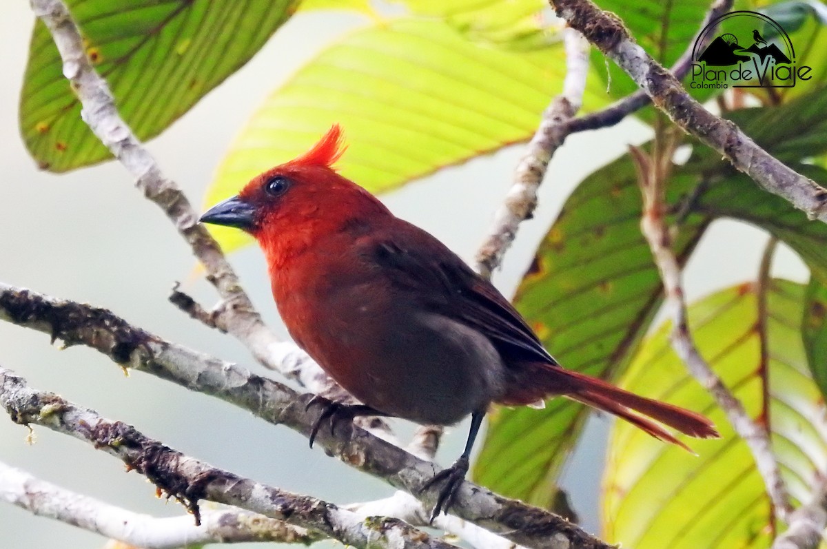 Crested Ant-Tanager - ML461325921