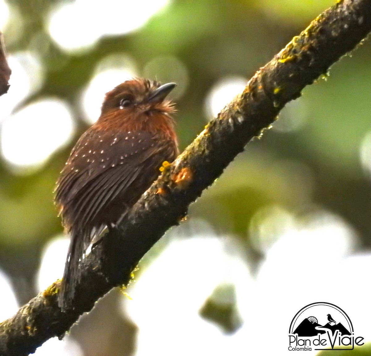 Moustached Puffbird - ML461326211