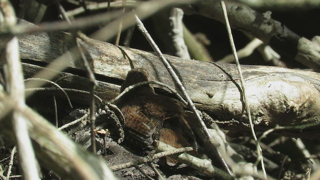 Troglodyte des forêts - ML461326681