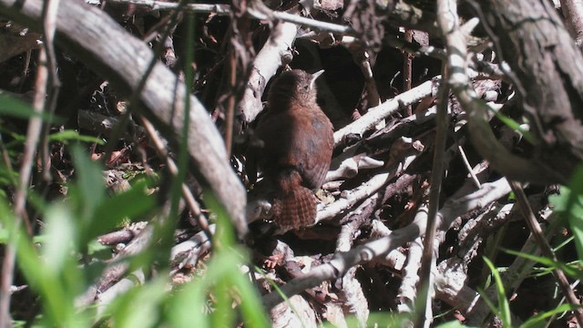 Troglodyte des forêts - ML461326741