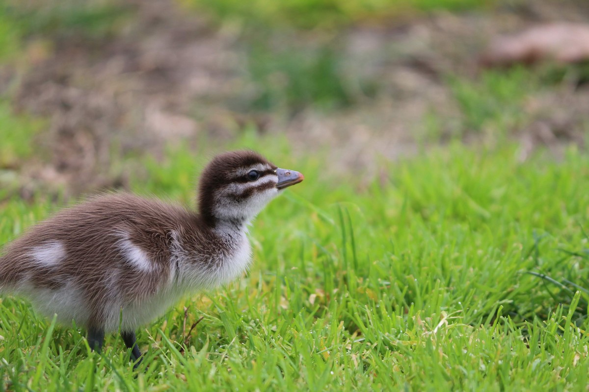 Maned Duck - ML461326831