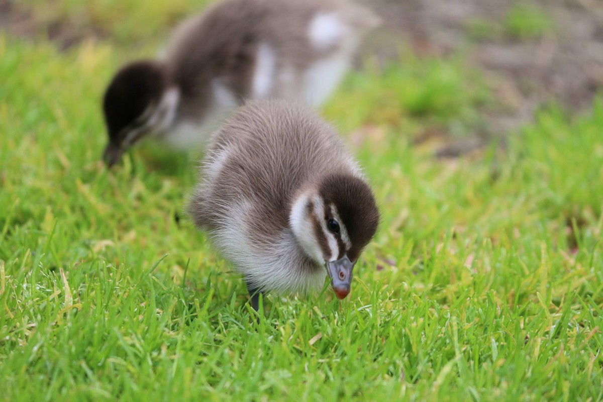 Maned Duck - ML461326851