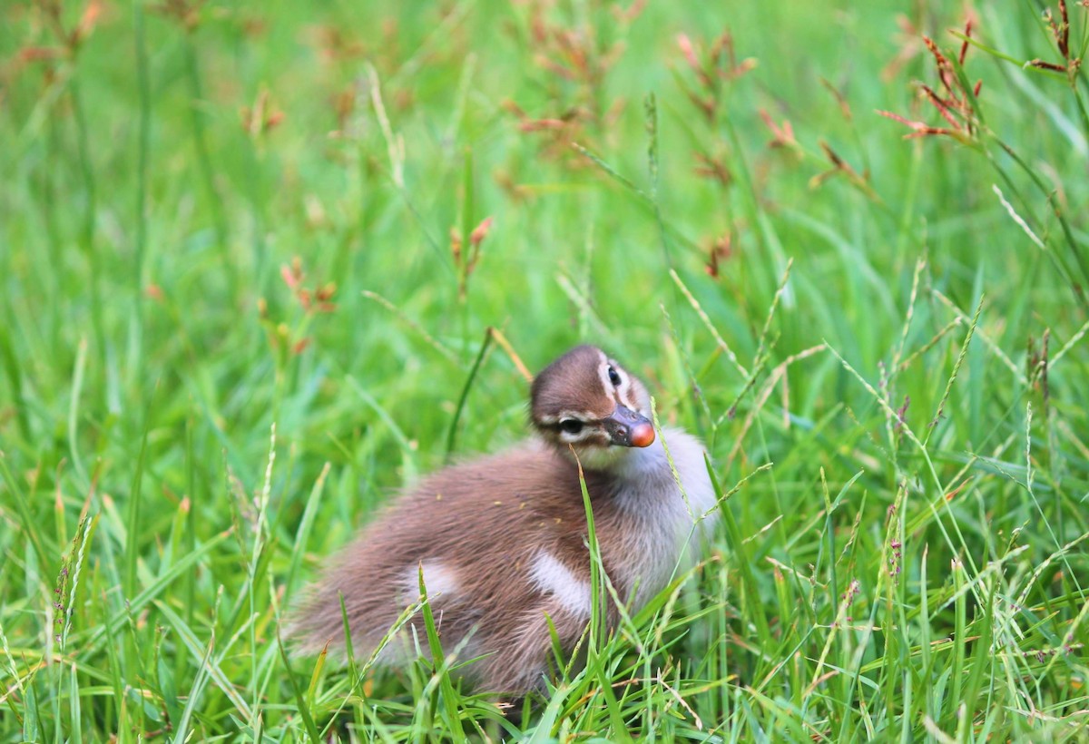 Maned Duck - ML461326881