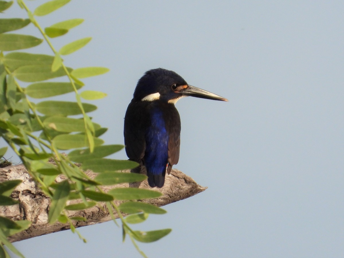 Azure Kingfisher - Anita Hume