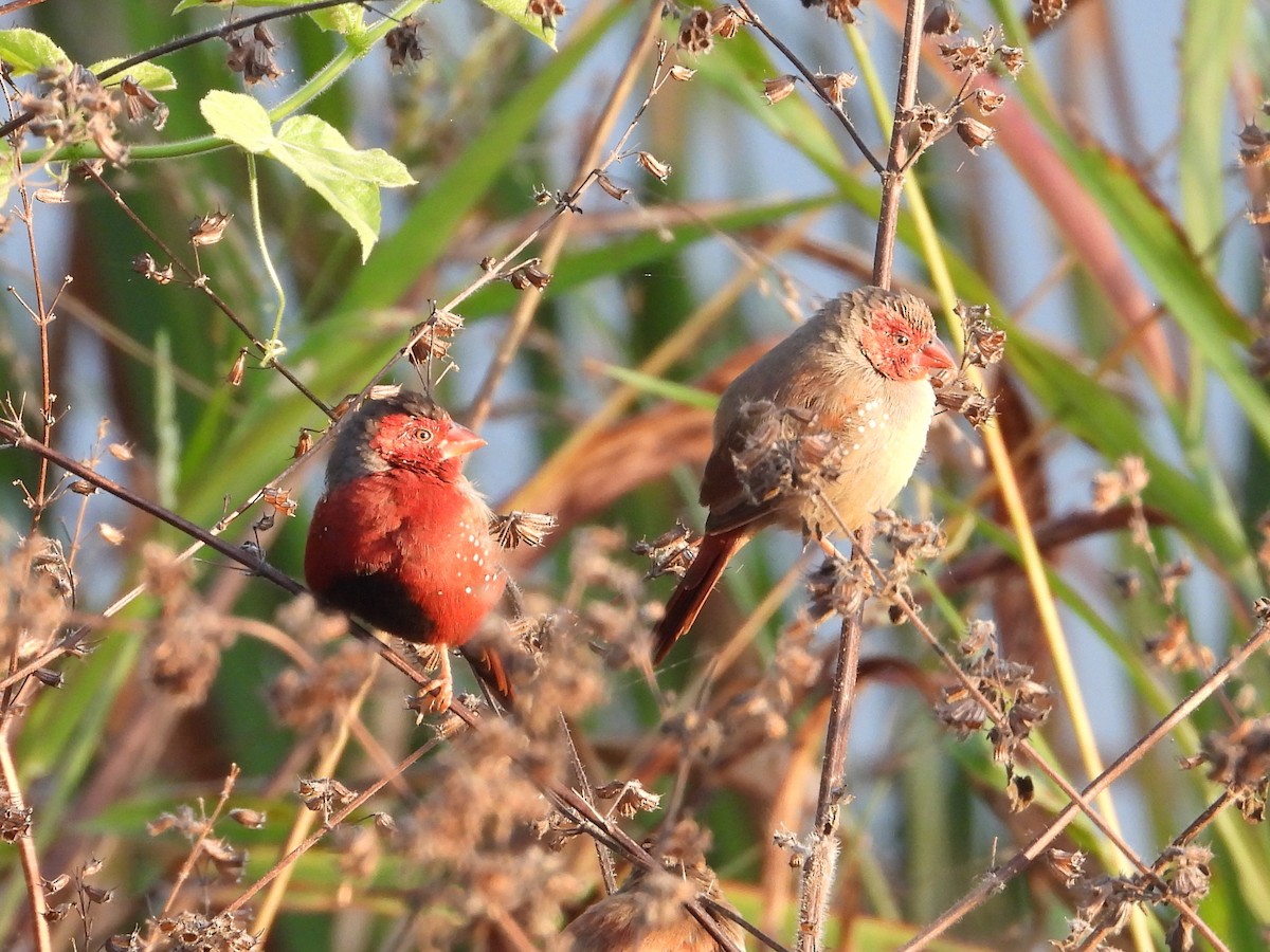 Crimson Finch - ML461327871