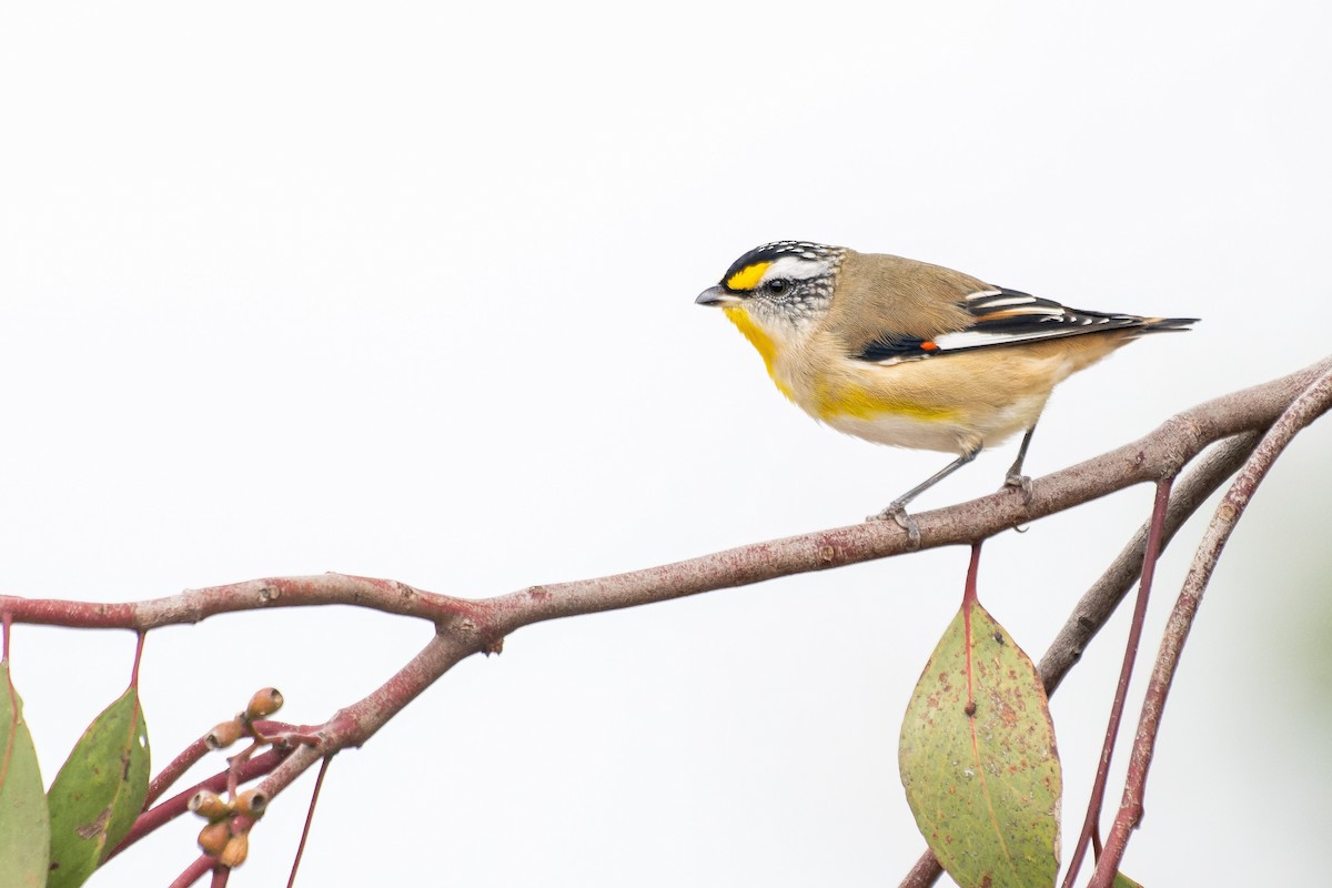 Striated Pardalote - Bird Dude