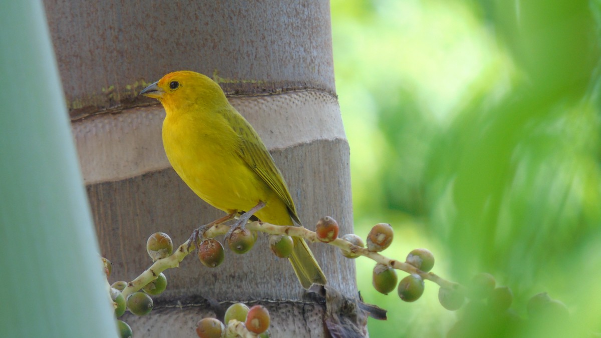 Saffron Finch - WILLIAM MACIEL