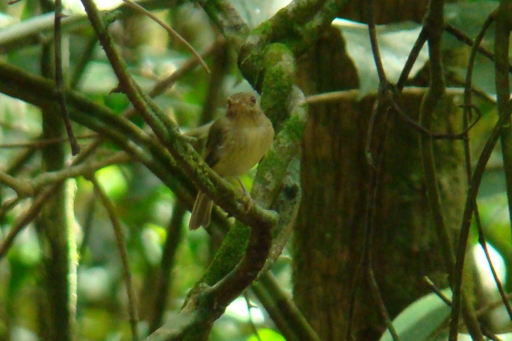 Buff-breasted Tody-Tyrant - ML46133441