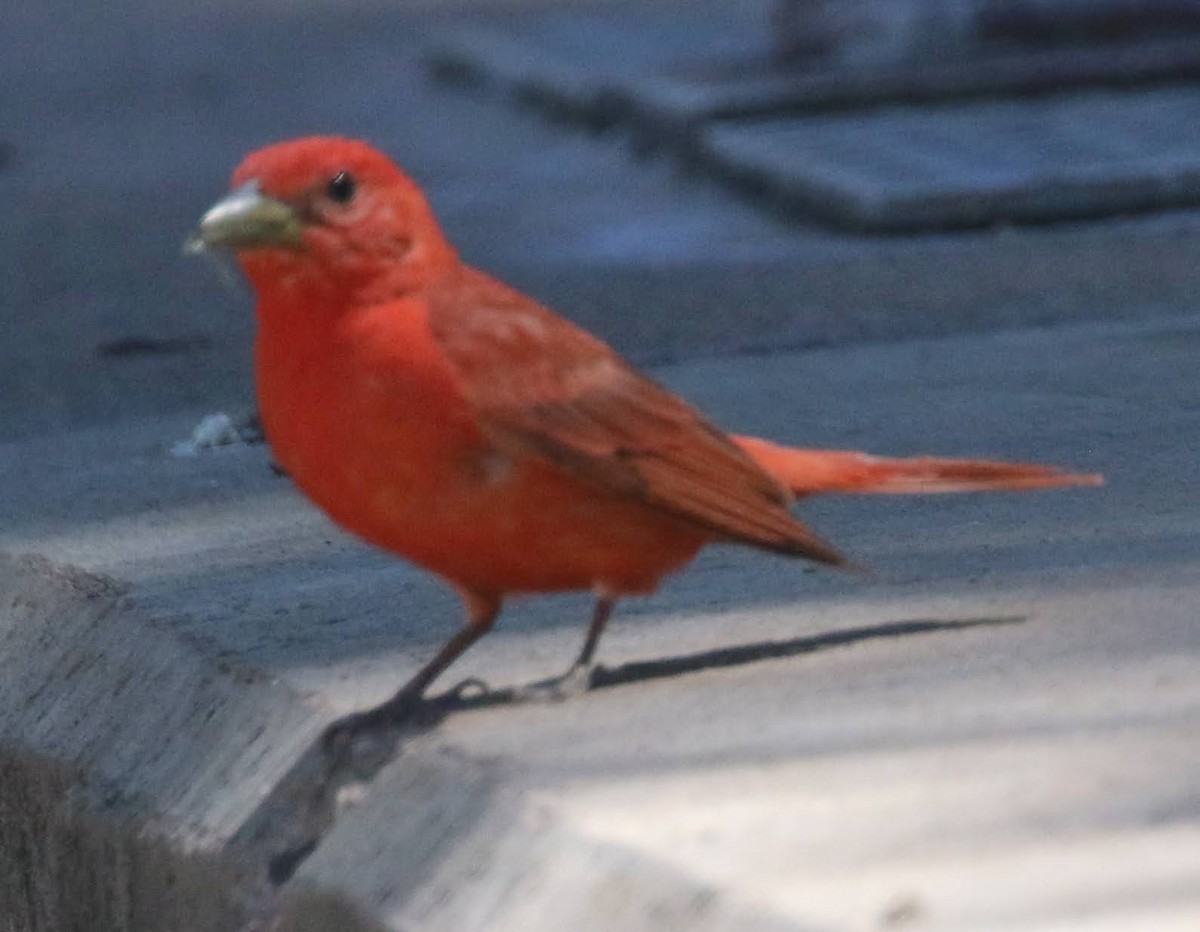 Summer Tanager - ML461336481
