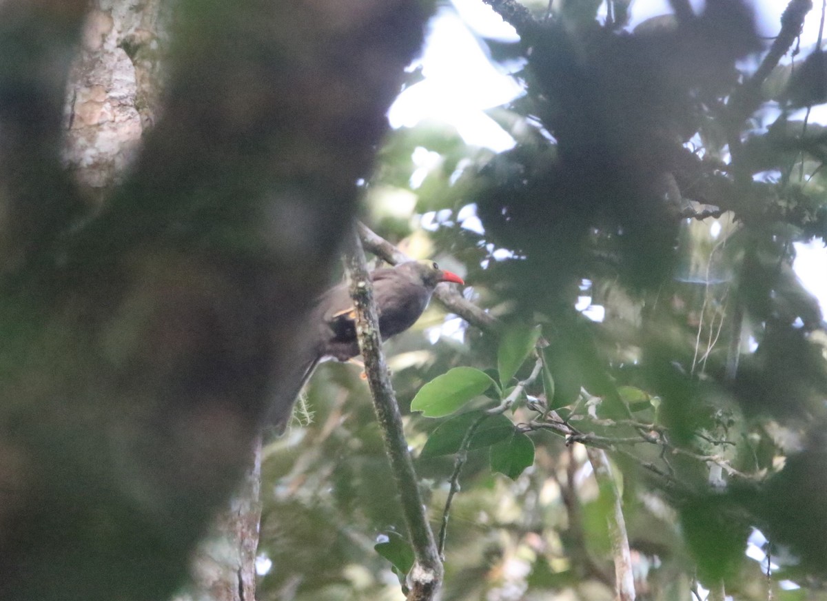 Bare-headed Laughingthrush - ML461336741