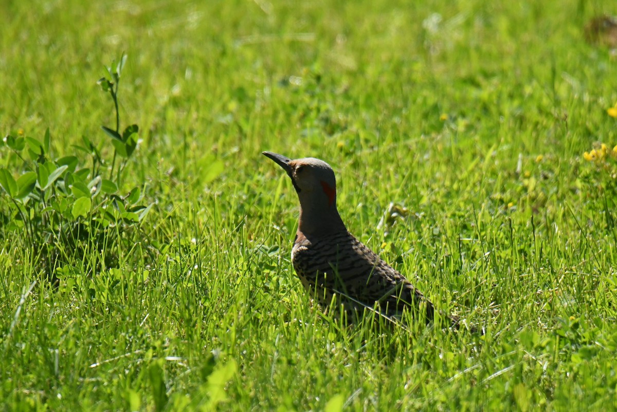 Northern Flicker - france dallaire